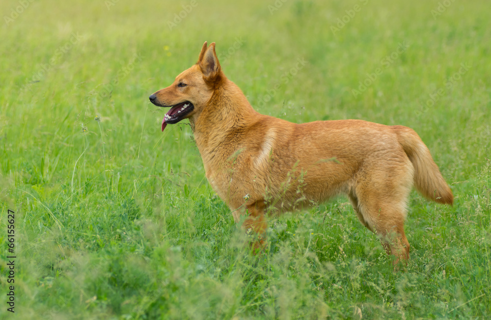 Young mixed breed dog looking for some fun in the spring grass Young mixed breed dog looking for some fun in the spring grass