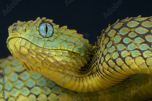 Schilderij op canvas Tree viper / Atheris squamigera