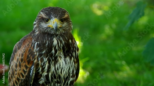 Harris Hawk on a green backgronud