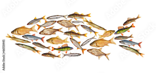 composite freshwater fish isolated on white