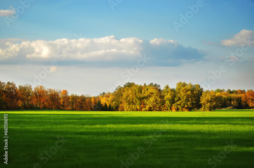 Field trees and sky