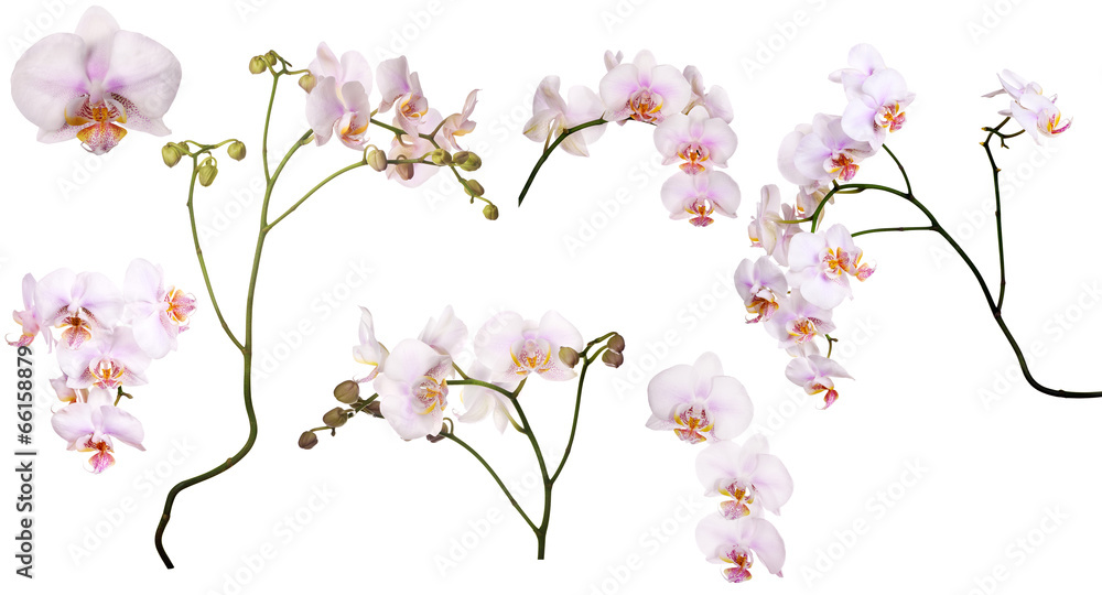 set of light pink orchids in spots