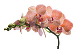 isolated orchid flowers in orange strips