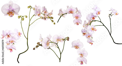 set of light pink orchids in spots
