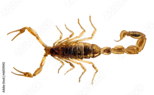 small golden isolated scorpion top view