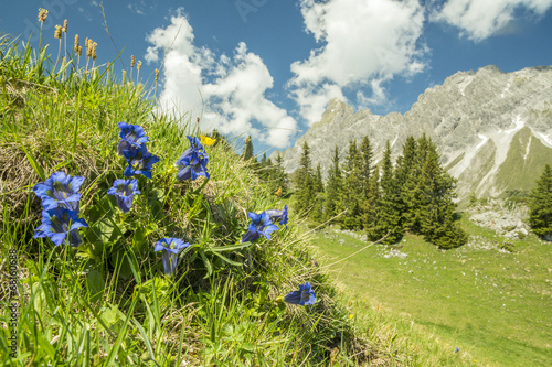 Enzianblüte photo