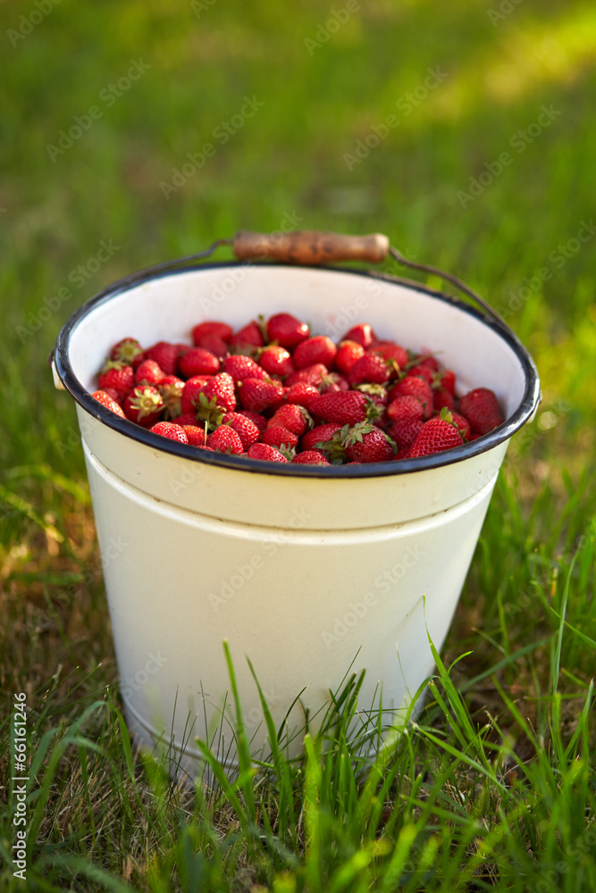 A bucket full of fresh strawberries A bucket full of fresh strawberries