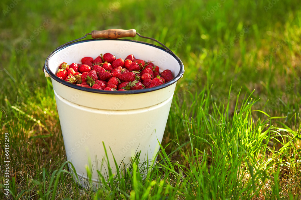 A bucket full of fresh strawberries A bucket full of fresh strawberries
