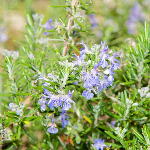 Rosmarinus Officinalis