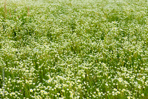 Background of daisy meadow