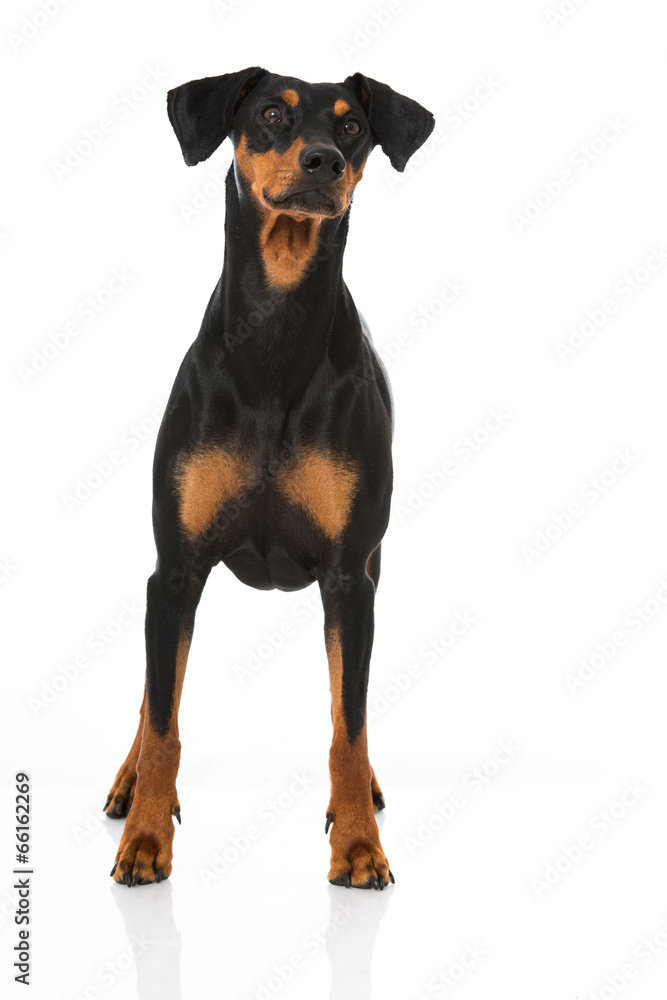 Deutscher Pinscher Deutscher Pinscher