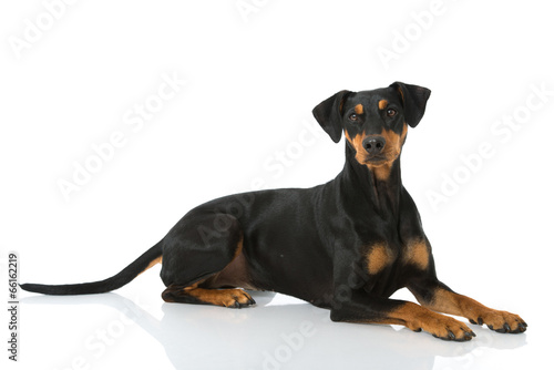 Fototapeta Naklejka Na Ścianę i Meble -  Deutscher Pinscher