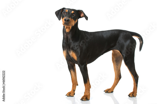 Fototapeta Naklejka Na Ścianę i Meble -  Deutscher Pinscher