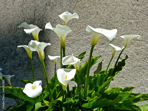 Tableau sur toile arum