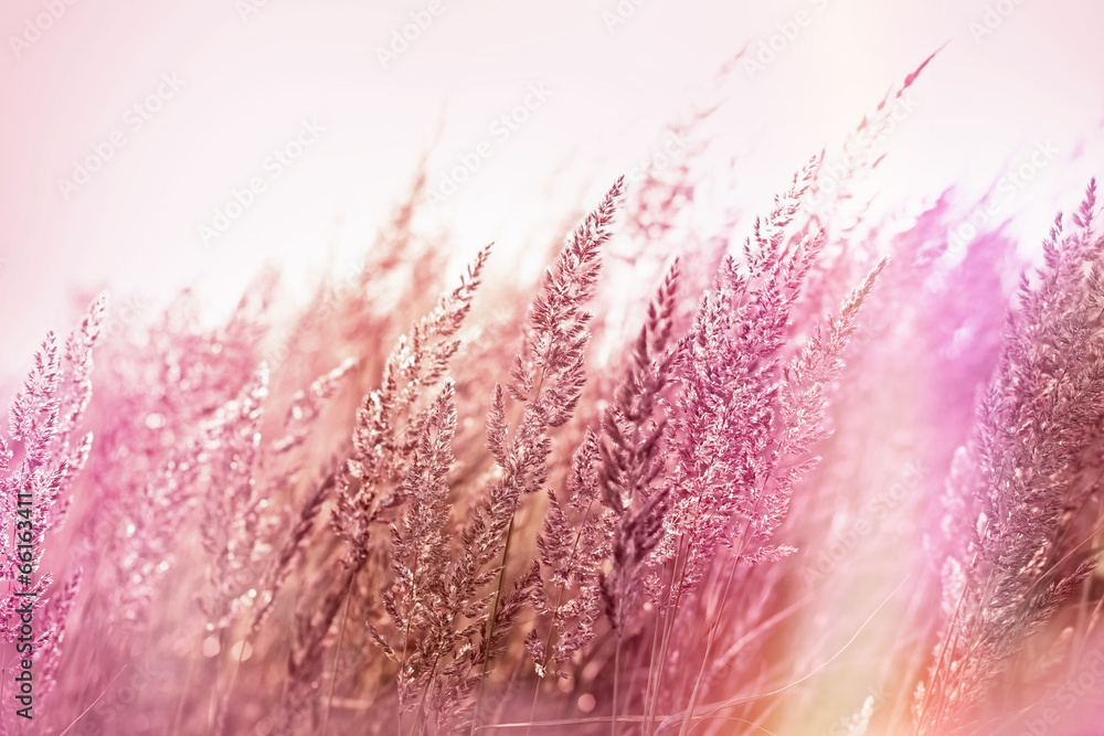Fototapeta premium Beautiful high grass