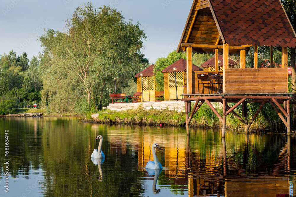 Naklejka premium Swans on the lake.