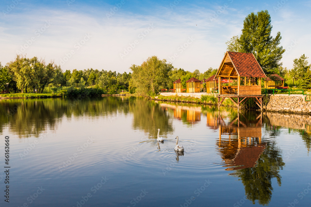 Obraz premium Swans on the lake.