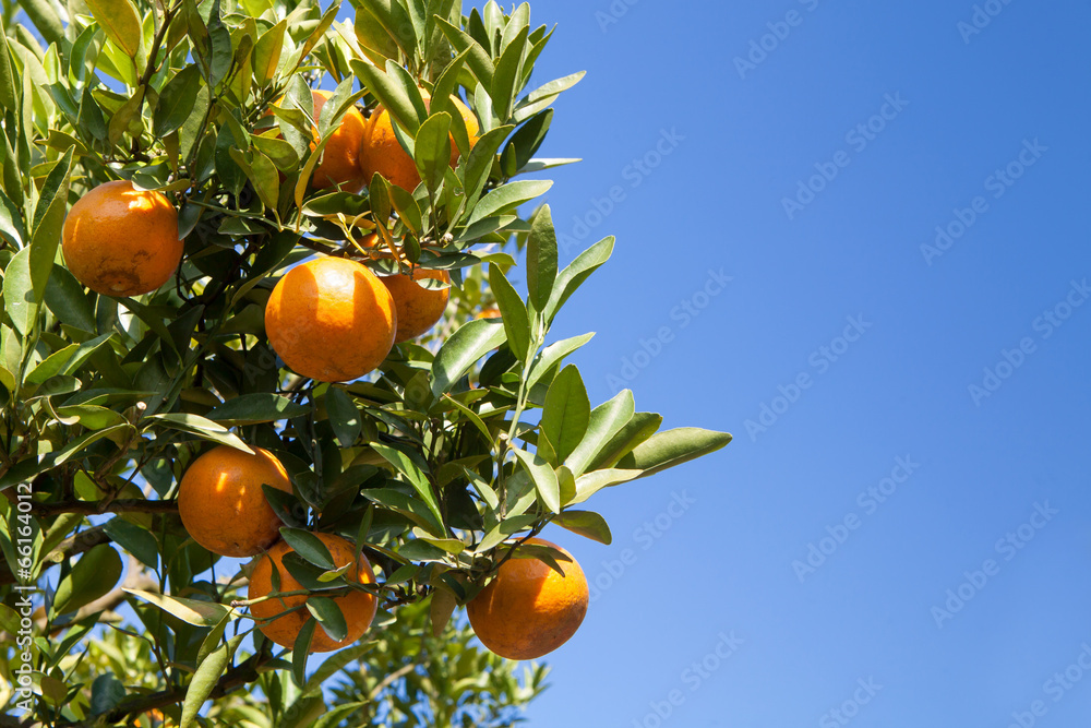 Orange tree