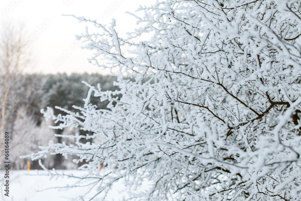Fototapeta premium Winter landscape