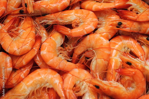 boiled Shrimp