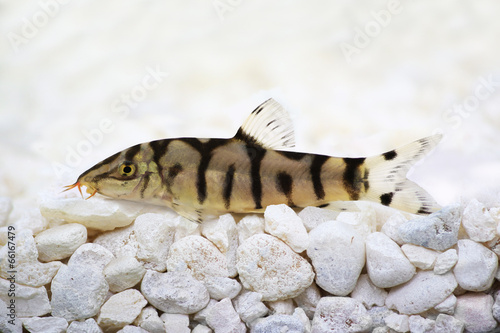 Yoyo loach Almora or Pakistani loach, Catfish Botia almorhae