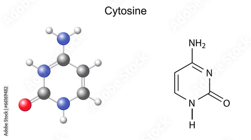 Chemical structural formula and model of cytosine