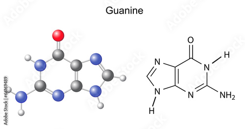 Chemical structural formula and model of guanine