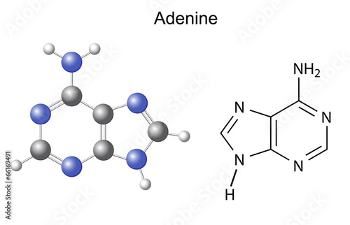 Chemical structural formula and model of adenine