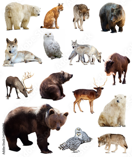 Set of european animals. Isolated over white