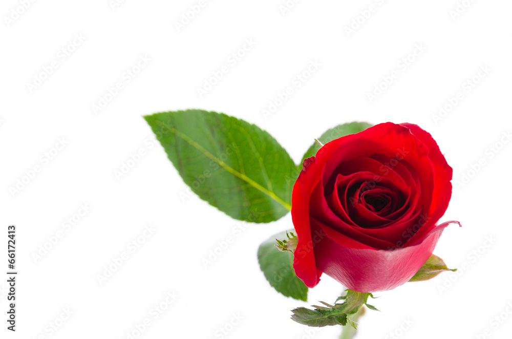 Red rose Red rose