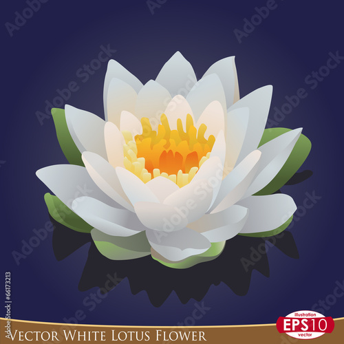 Fototapeta Naklejka Na Ścianę i Meble -  Vector White Lotus Flower