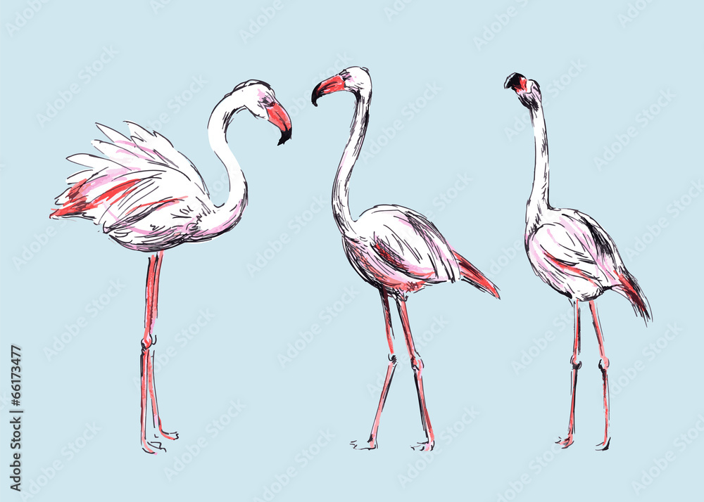 Fototapeta premium Hand colored drawing flamingos. Vector illustration