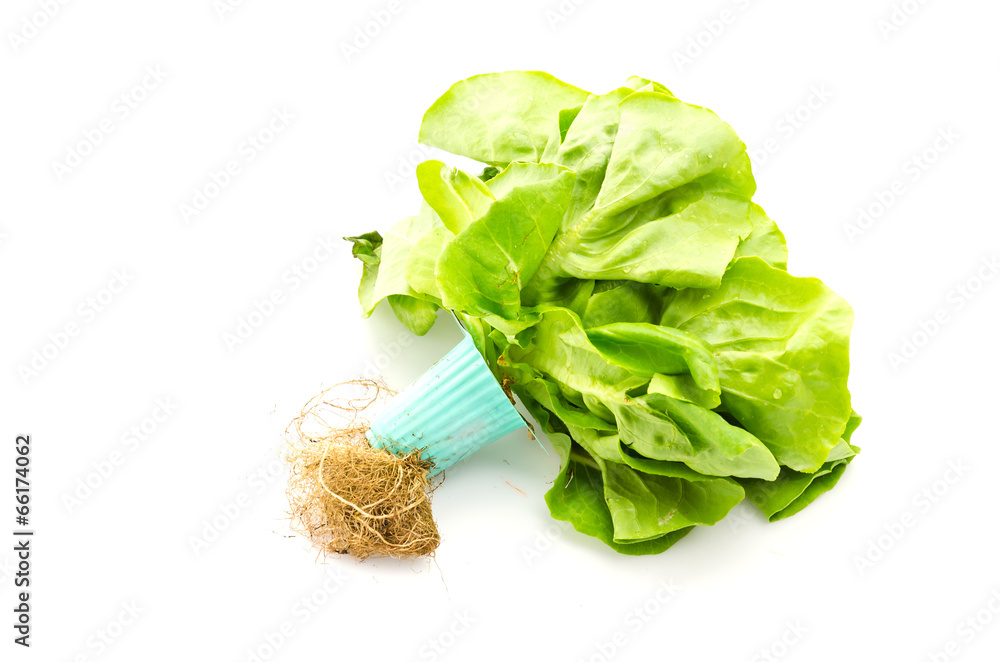 Vegetables isolated on white background