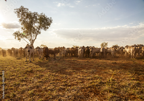 Australian cattle on a farm, Western Australia