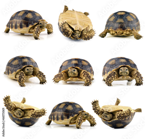 collection animal turtle isolated on white background