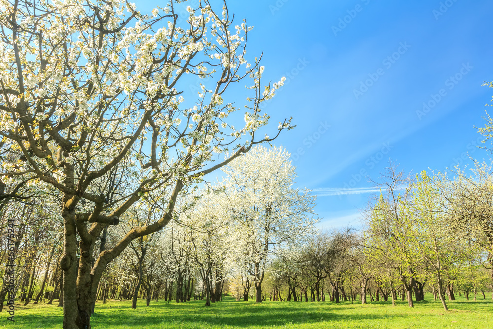 Blossoming fruit tree orchard in spring arboretum Blossoming fruit tree orchard in spring arboretum