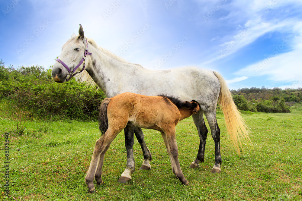 Obraz premium Mother horse gives milk for her little foal