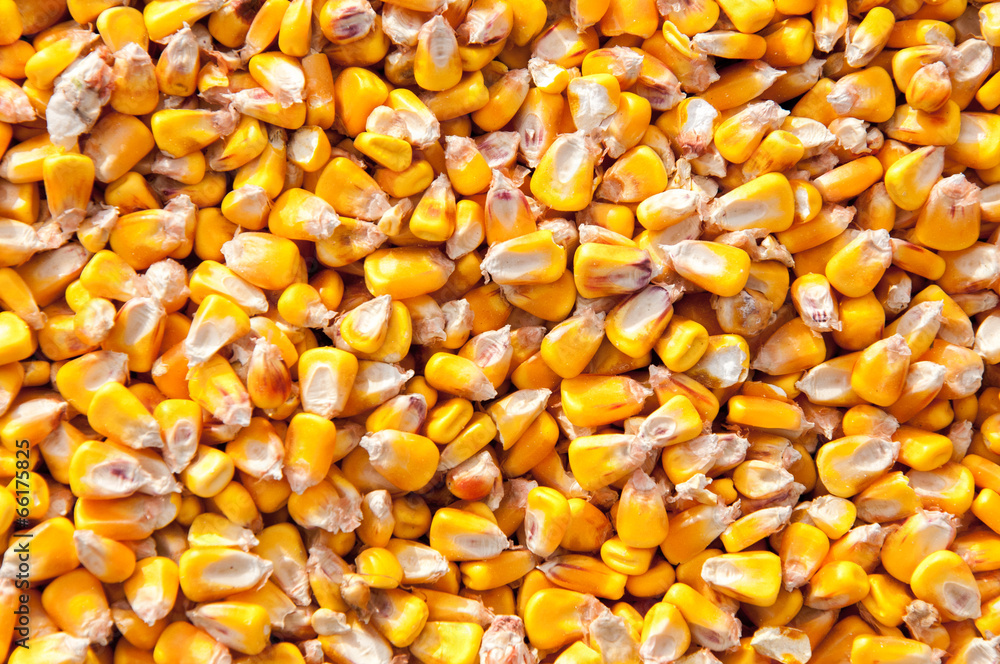 Corn seed background Corn seed background