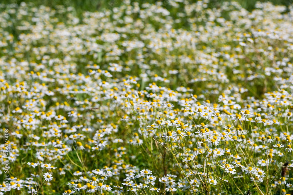 German chamomile flowering in the field