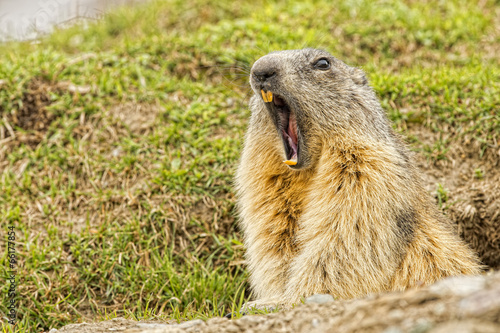 Photos Isolated marmot portrait while yawning