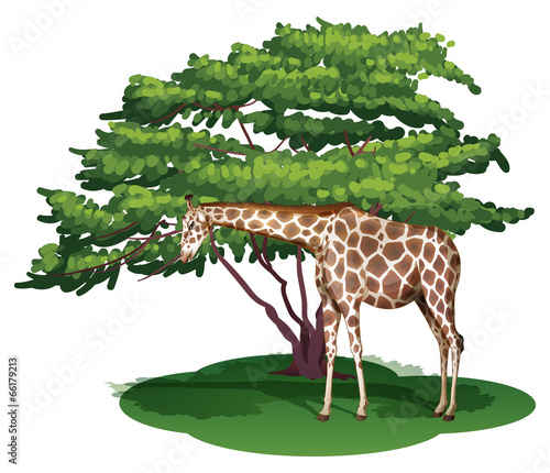 A giraffe under the tree
