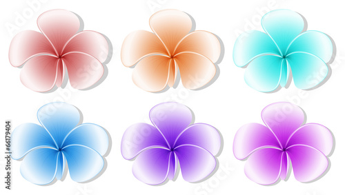 Fototapeta Naklejka Na Ścianę i Meble -  Six flowers