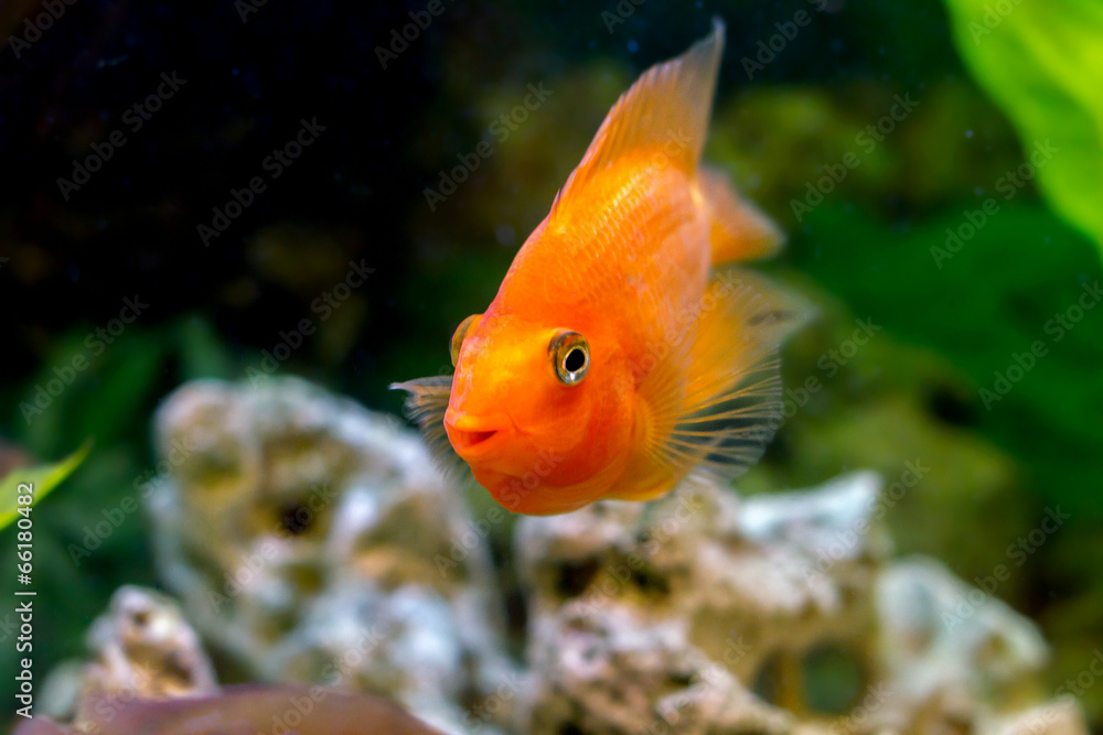 beautiful aquarium decorative orange parrot fish beautiful aquarium decorative orange parrot fish