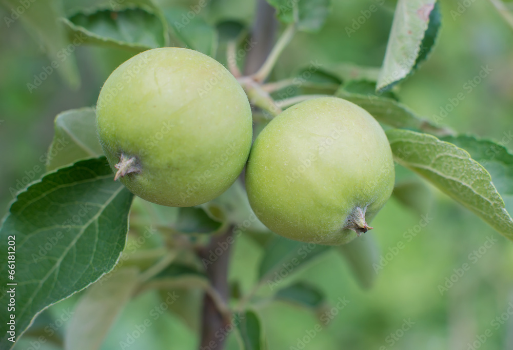Green apples on an apple-tree branch Green apples on an apple-tree branch