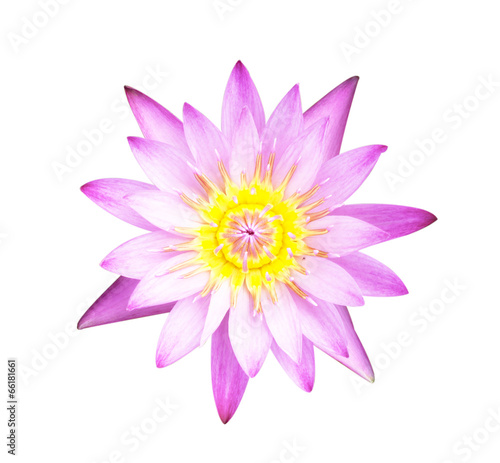 Lotus flowe