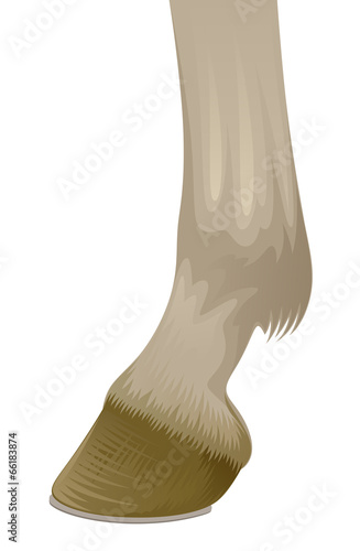 Hoof