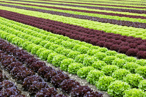 Salatfeld