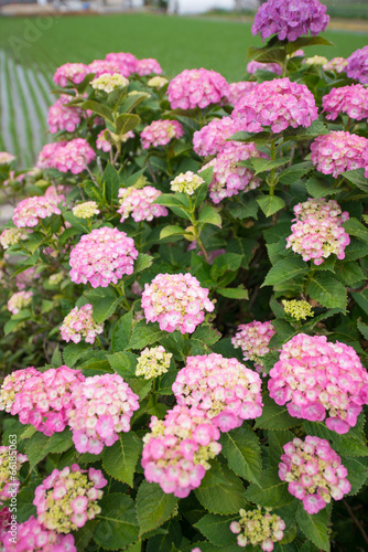 満開の紫陽花
