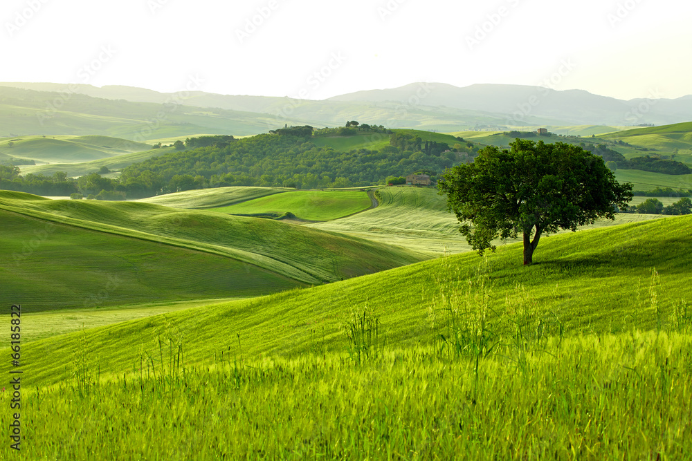 Fototapeta premium Countryside, San Quirico d`Orcia , Tuscany, Italy