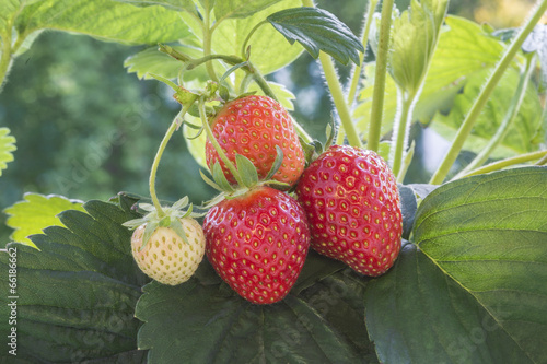 Erdbeeren an der Pflanze photo